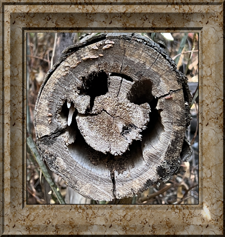 stump