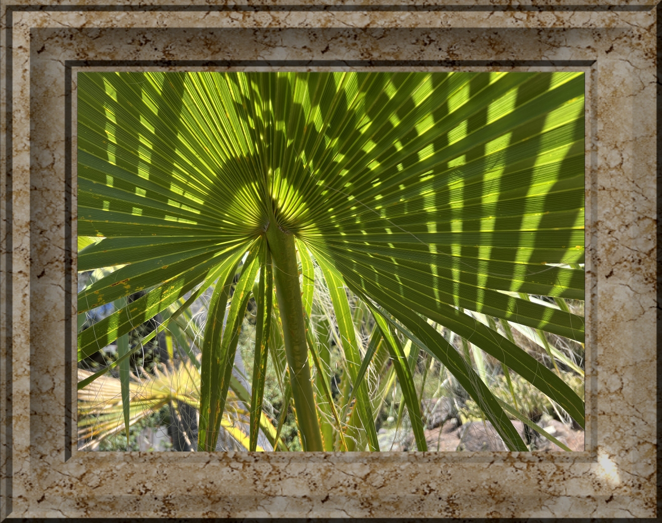 datepalm