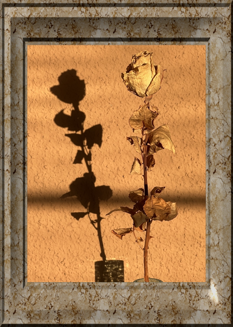 arouse a rose
